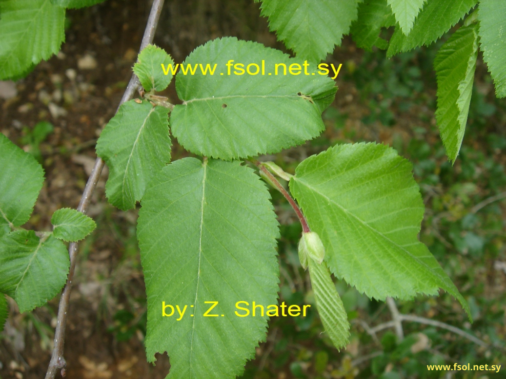 Ostrya carpinifolia Scop.